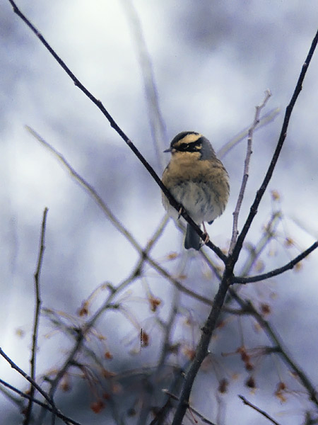 Taigarautiainen, Siberian Accentor, Prunella montanella